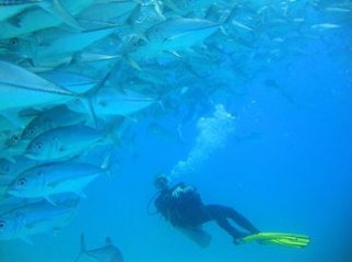  Diving Experience 